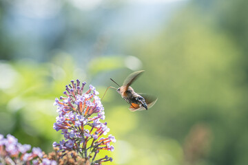Aerial ballet of hummingbird hawk moths hovering and probing nectar