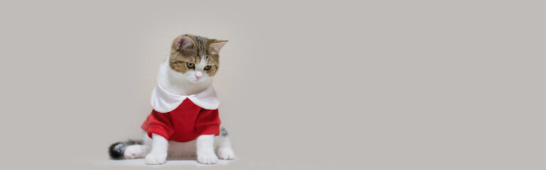 web banner scottish cat clothing red shirt with copy space background