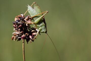 Zwitscherschrecke