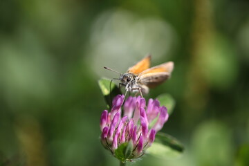 Schwarzkolbiger Braun-Dickkopffalter