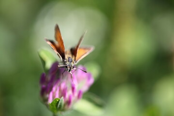 Schwarzkolbiger Braun-Dickkopffalter