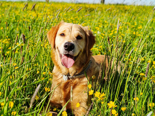 Hund, Golden Retriever 