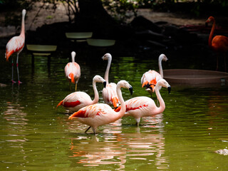 Flock of flamingos walking through a pond.