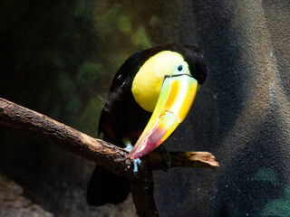 Profile portrait of toucan with vibrant colors.
