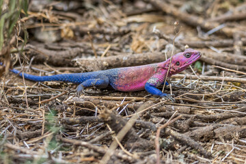 L&eacute;zard agama