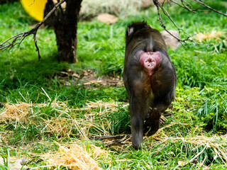 Baboon walking away with a view of his butthole.