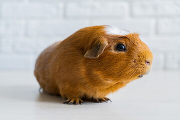 The red domestic guinea pig Cavia porcellus, also known as cavy or domestic cavy
