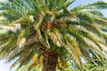View of the palm tree
