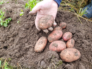 The dug-out red potatoes are lying in the hand