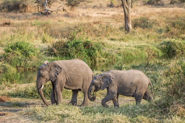 Fototapeta premium Eléphant d'Afrique