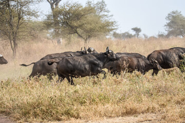 Obraz premium Buffle