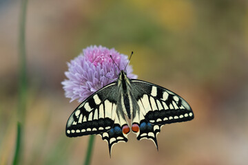 Swallowtail Butterfly opening wings