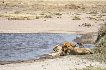 Lions de Tanzanie