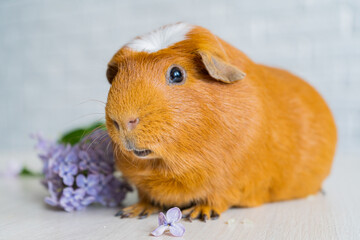 The red domestic guinea pig Cavia porcellus, also known as cavy or domestic cavy