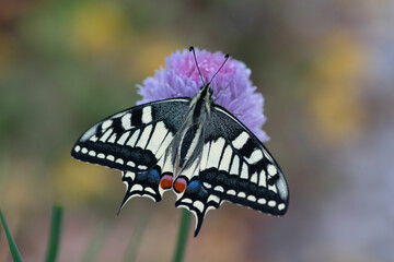 Swallowtail Butterfly opening wings