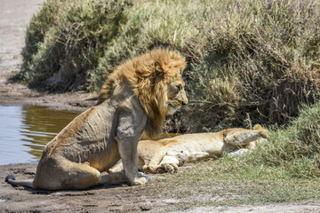 Lions de Tanzanie
