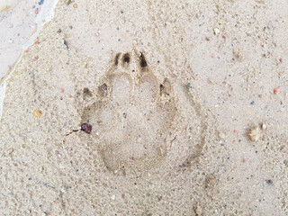 The footprint of a dog's paw on the coastal sand close-up