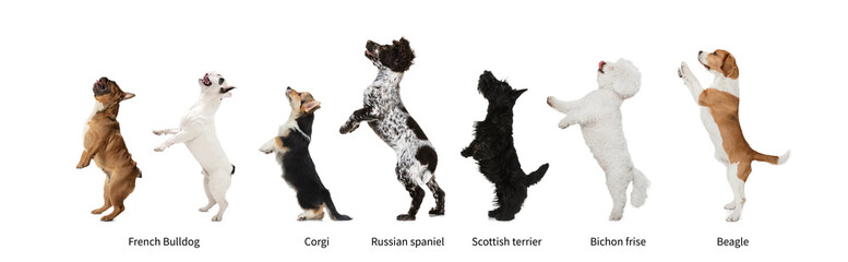 Horizontal collage made of popular purebred dogs isolated over white studio background. Set of large and small animals with signs of breed names