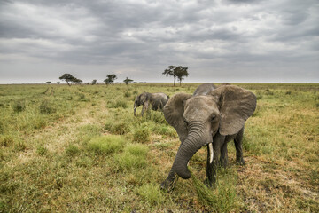 El&eacute;phant d'Afrique
