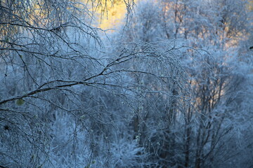 west coast highlands scenery and nature
