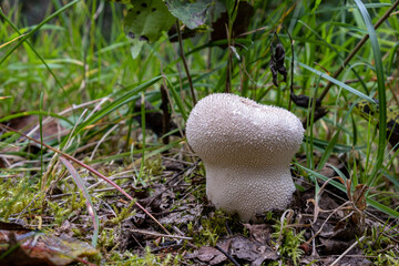 mushroom in the forest