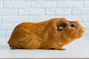 The red domestic guinea pig Cavia porcellus, also known as cavy or domestic cavy