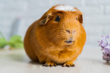 The red domestic guinea pig Cavia porcellus, also known as cavy or domestic cavy