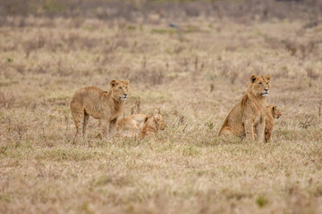 Lions de Tanzanie