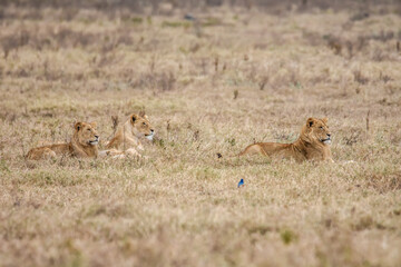 Lions de Tanzanie