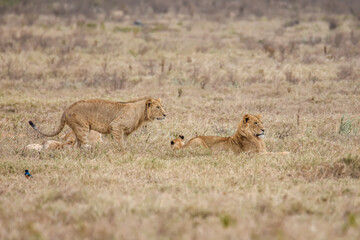 Lions de Tanzanie