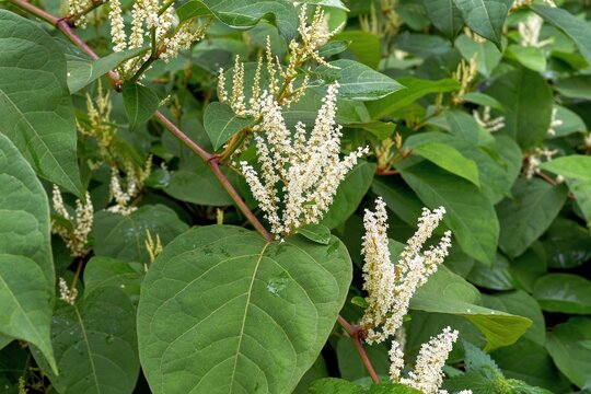Blossoms of the Japanese knotweed, Asian knotweed (Reynoutria japonica)