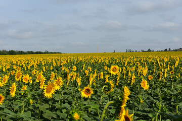 Large field of flowering sunflowers. In the background there is a forest and a blue sky with clouds. Panoramic view