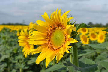 Beautiful blooming sunflower flower. In the background there is a large field of sunflowers