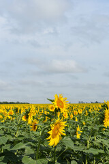 A large field of sunflowers and clouds