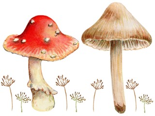 Collection of wild mushrooms, Poisonous mushrooms.