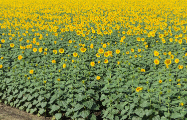 Huge field of blooming sunflowers, background