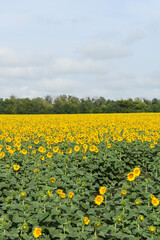 Obraz premium Huge field of blooming sunflowers and a blue sky