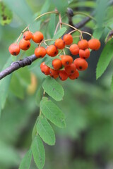 orange rowan berries