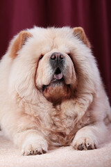 Portait of Chow Chow dog, Canis lupus familiaris