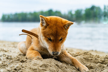 Fototapeta premium Young shiba inu dog playing in the sand near the river