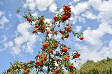 Sorbus aucuparia, comúnmente llamado serbal de los cazadores, detalle de sus ramas en verano