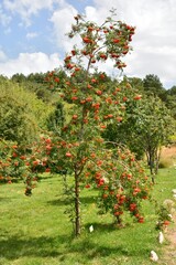 Fototapeta na wymiar Sorbus aucuparia, comúnmente llamado serbal de los cazadores, detalle de sus ramas en verano