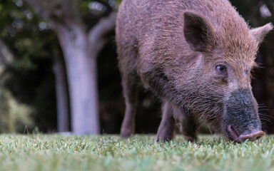 Close-up of young wild boar eating on green grass under a tree