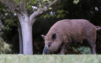 Young wild boar eats on grass under a tree