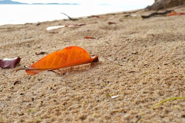 Fototapeta na wymiar Fallen leaves on the sandy beach.