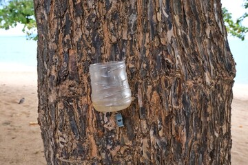Reuse plastic bottles nailed in the tree.