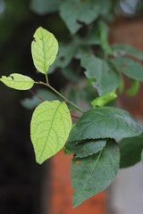 green leaves of a tree of two colors