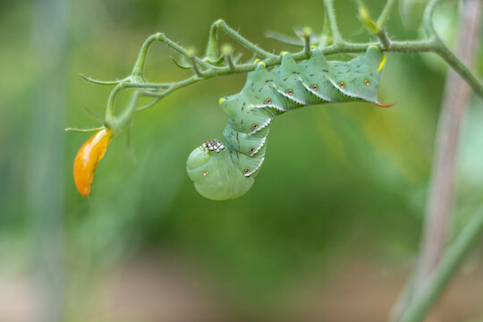 Tomato Hornworm Caterpillar (Manduca sexta) on tomato plant in garden green background copy space
