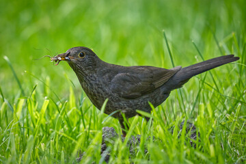Drossel im Gras mit verschiedene Insekten im Schnabel