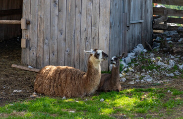 Llamas Resting